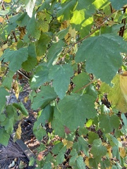 Physocarpus malvaceus