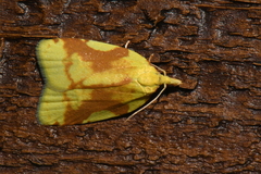 Cenopis niveana