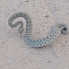 Crotalus viridis