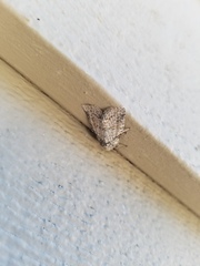 Noctuoidea