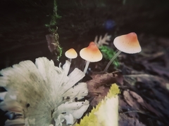 Mycena acicula