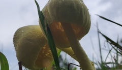 Leucocoprinus birnbaumii