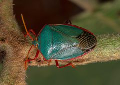 Edessa rufomarginata