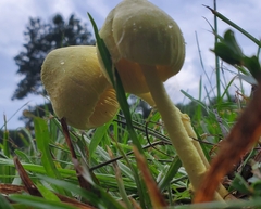 Leucocoprinus birnbaumii