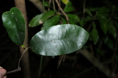 Amorphospermum antilogum