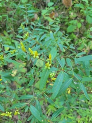 Hypericum prolificum