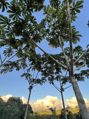 Cecropia obtusifolia