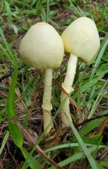 Leucocoprinus birnbaumii