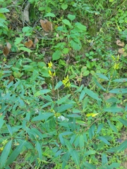 Hypericum prolificum