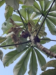 Cecropia obtusifolia