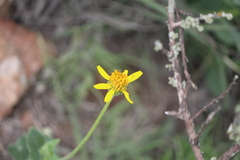 Verbesina pedunculosa