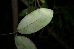 Amorphospermum antilogum