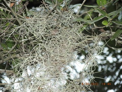 Tillandsia usneoides