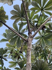 Cecropia obtusifolia