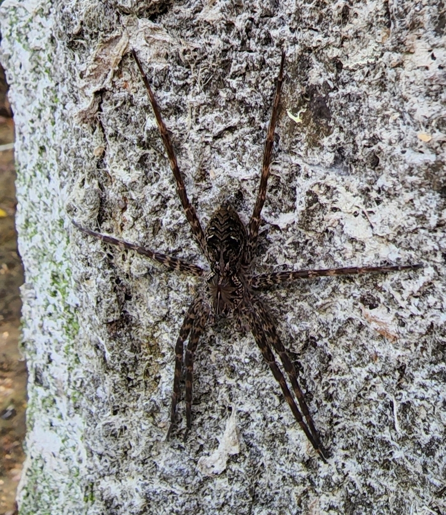Giant Swamp Fishing Spider