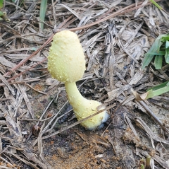 Leucocoprinus birnbaumii