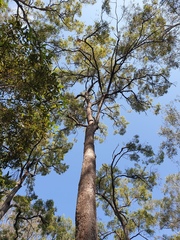 Corymbia intermedia