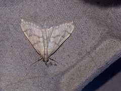 Paracorsia repandalis