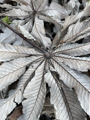 Cecropia obtusifolia