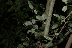 Amorphospermum antilogum