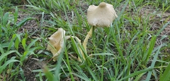 Leucocoprinus birnbaumii