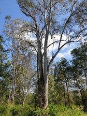 Eucalyptus tereticornis