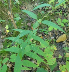 Helianthus microcephalus