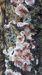 Chondrostereum purpureum