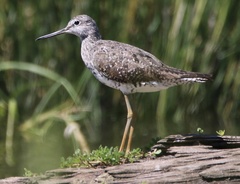 Tringa melanoleuca