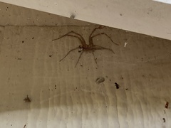 Philodromus marxi
