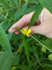 Ludwigia alternifolia