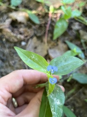 Commelina diffusa
