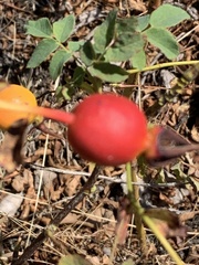 Rosa acicularis