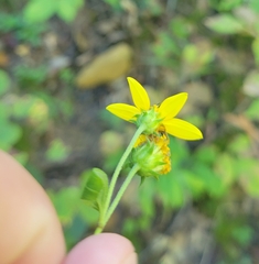 Helianthus microcephalus