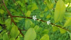 Erythroxylum coca