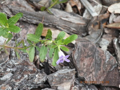 Dyschoriste oblongifolia