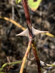 Rosa acicularis