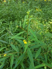 Ludwigia alternifolia
