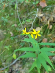 Helianthus microcephalus