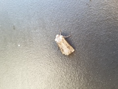 Noctuoidea