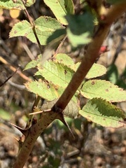 Rosa acicularis