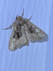 Euplexia benesimilis
