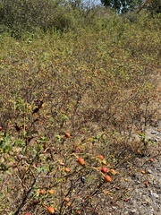 Rosa acicularis
