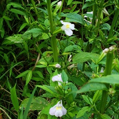 Mimulus alatus