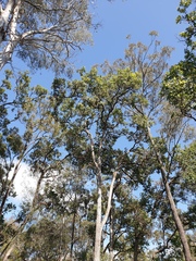 Angophora