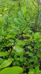 Erythroxylum coca