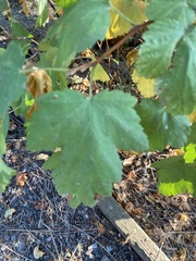 Physocarpus malvaceus