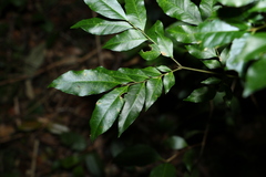 Pararchidendron pruinosum