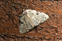 Leuconycta diphteroides