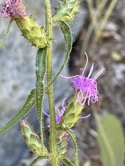 Liatris hirsuta